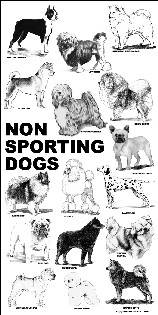 Poster - non-sporting dogs