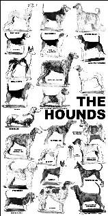 Poster - hounds