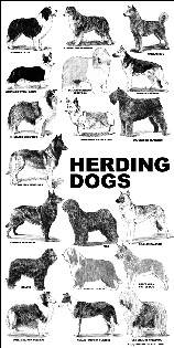 Poster - herding dogs