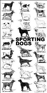 Poster - All About Dog Shows