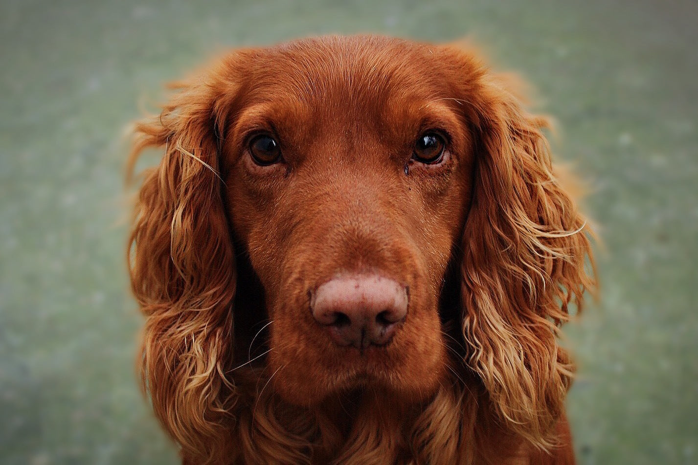 Mars Coat King Guide: Choosing the Right Tool for Your Dog’s Coat